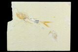 Cretaceous Fossil Fish (Davichthys) And Shrimp - Lebanon #124006-2